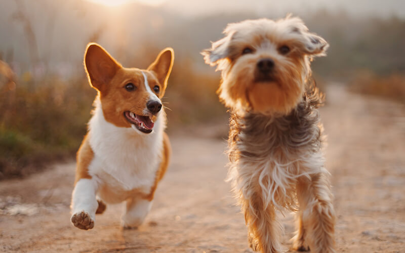 Healthy Pets, Happy Hearts!
