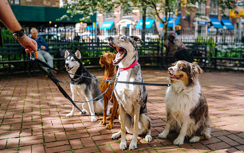Happy Tails, Every Step of the Way!